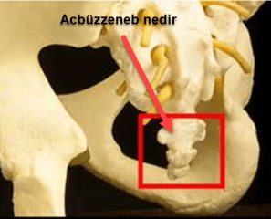 Acbuzzeneb nedir