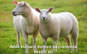 Adak kurbani kurban bayraminda kesilir mi