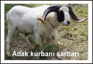 Adak kurbani sartlari diyanet