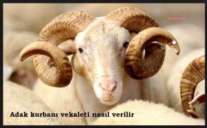 Adak kurbani vekaleti nasil verilir