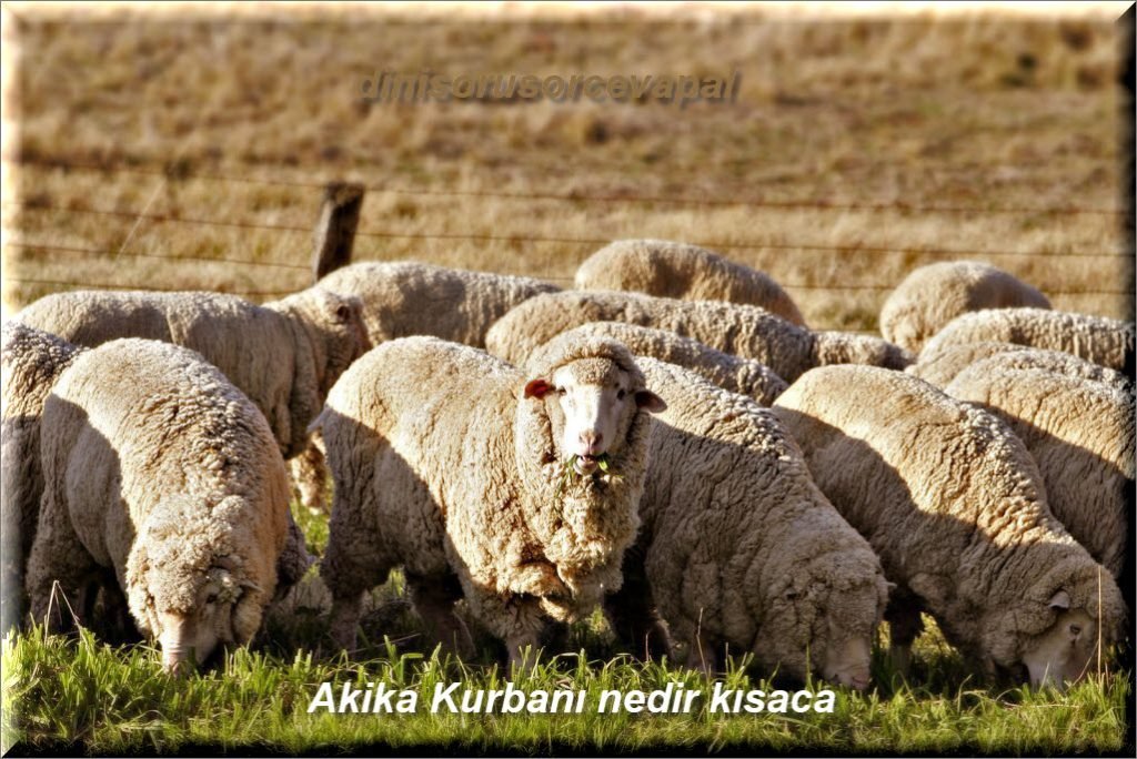 Akika Kurbani nedir kisaca