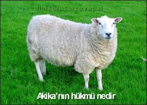 Akikanin hukmu nedir