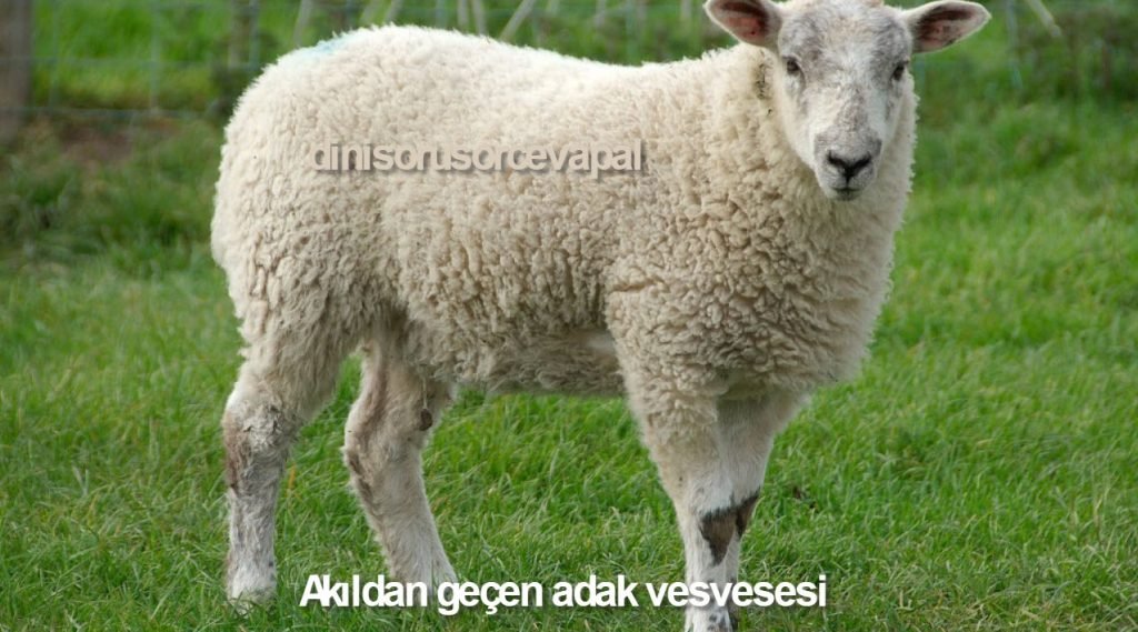 Akildan gecen adak vesvesesi