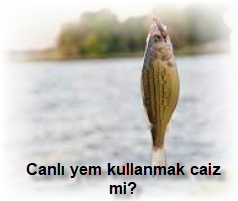 Canli yem kullanmak caiz mi