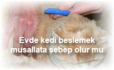 Evde kedi beslemek musallata sebep olur mu