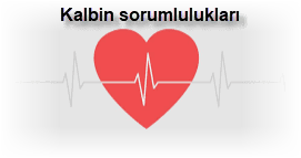 Kalbin sorumluluklari