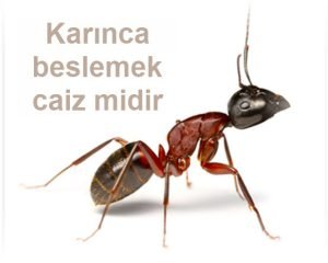 Karinca beslemek caiz midir