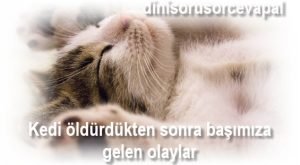 Kedi oldurdukten sonra basimiza gelen olaylar