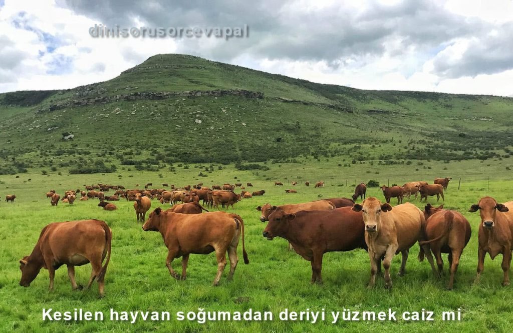 Kesilen hayvan sogumadan deriyi yuzmek caiz mi