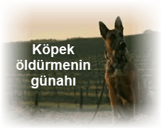 Kopek oldurmenin gunahi