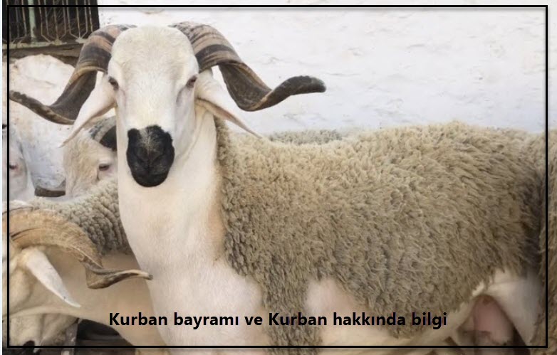 Kurban bayramı ve Kurban hakkında bilgi