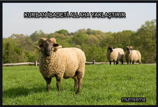 Kurban İbadeti Allaha yaklaştırır