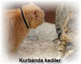 Kurbanda kediler