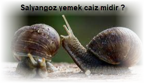 Salyangoz yemek caiz midir