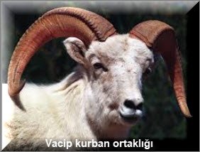 Vacip kurban ortakligi