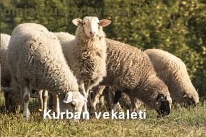 Vekalet yoluyla kurban kesilirmi