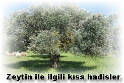 Zeytin ile ilgili kisa hadisler