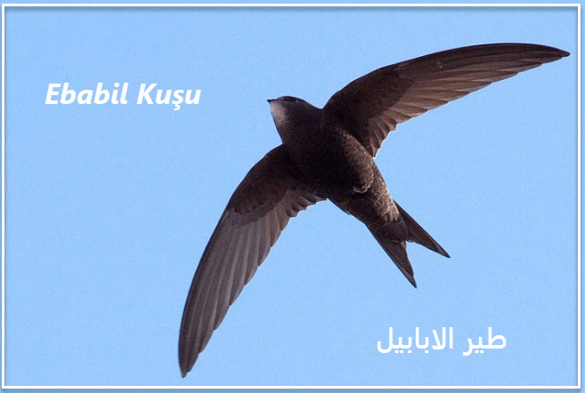 ebabil kuşu طير الابابيل