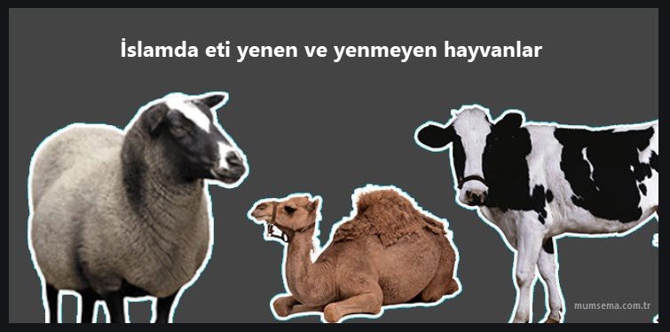 islamda eti yenen ve yenmeyen hayvanlar hangileridir