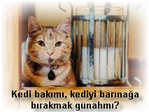 Kedi bakimi kediyi barinaga birakmak gunahmi