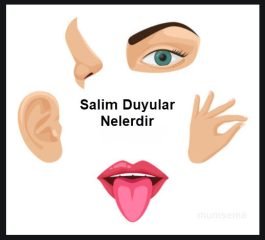 salim duyular nelerdir kisaca