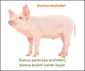 Domuz enzimleri