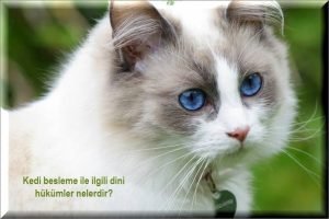 Kedi besleme ile ilgili dini hukumler