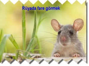 Ruyada fare gormek