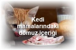 Kedi mamalarindaki domuz icerigi