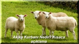 Akika Kurbani Nedir Kisaca aciklama