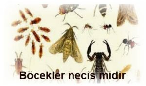 Bocekler necis midir