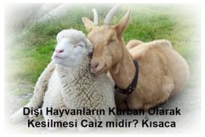 Disi Hayvanlarin Kurban Olarak Kesilmesi Caiz mi