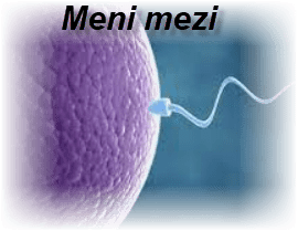 Meni mezi