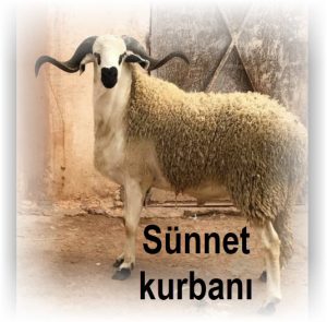 Sunnet kurbani