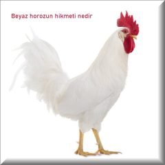 Beyaz horozun hikmeti nedir