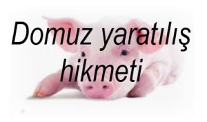 Domuz yaratilis hikmeti