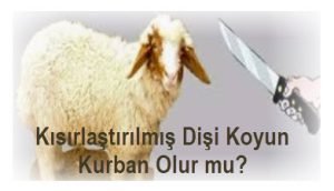 Kisir disi koyun kurbanlik olur mu