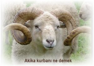 Akika kurbani hakkinda ayet ve hadisler