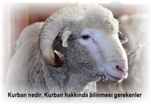 Kurban nedir Kurbanin hukmu kesim zamani Kurban olabilecek ve olmayan hayvanlar ile kurban eti dagitimi