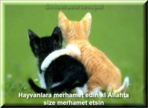 Hayvanlara merhamet edin ki Allahta size merhamet etsin