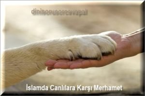 Islamda Canlilara Karsi Merhamet