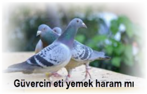 Guvercin eti yemek haram mi