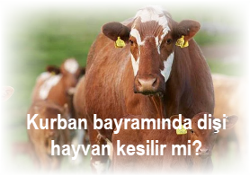 Kurban bayraminda disi hayvan kesilir mi