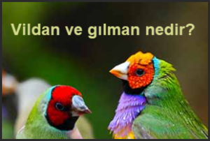 Vildan ve gilman nedir