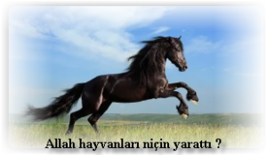 Allah hayvanlari nicin yaratti