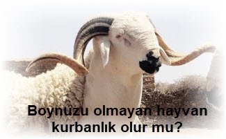 Boynuzu olmayan hayvan kurbanlik olur mu