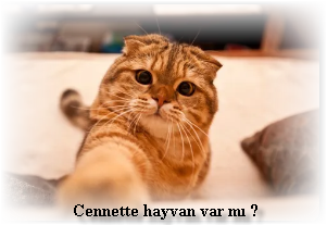 Cennette hayvan var mi