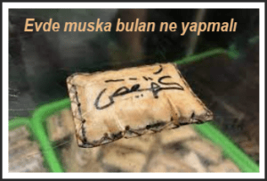 Evde Muska buldum ne yapmam gerekir