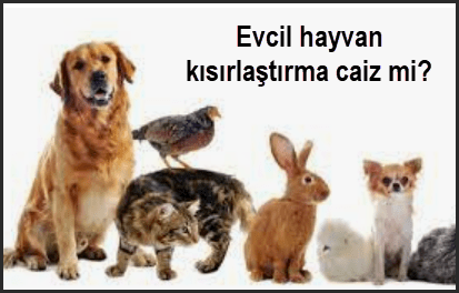 Evcil hayvan kisirlastirma caiz mi