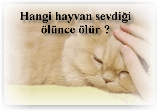 Hangi hayvan sevdigi olunce olur